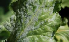 Făinarea sfeclei Făinarea sfeclei